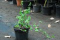 Arbuste éléphant. PORTULACARIA afra. Afrique du sud. Portulacaceae. 2-3m